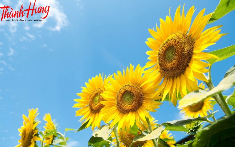 Xác định hướng nhà dựa vào kinh nghiệm dân gian.